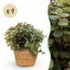 Calissia repens - Katzengras - Haustierfreundlich - Grün - 4 Pflanzen - mit Korb
