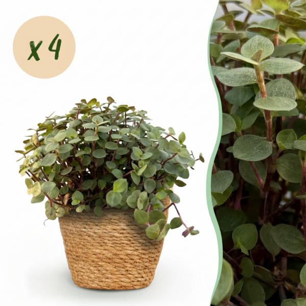 Calissia repens - Katzengras - Haustierfreundlich - Grün - 4 Pflanzen - mit Korb