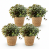 Calissia repens - Katzengras - Haustierfreundlich - Grün - 4 Pflanzen - mit Korb