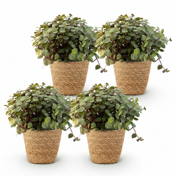 Calissia repens - Katzengras - Haustierfreundlich - Grün - 4 Pflanzen - mit Korb