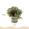 Calissia repens - Katzengras - Haustierfreundlich - Grün - 4 Pflanzen - mit Korb