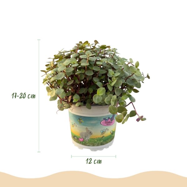 Calissia repens - Katzengras - Haustierfreundlich - Grün - 4 Pflanzen - mit Korb