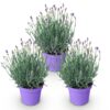 981c480d4c75465f818fb163a0229f6f94f478b0486941ac8ff7f519f7327620.jpg Lavandula angustifolia Munstead - Lavendel - Winterhart - Lila - 3 Pflanzen