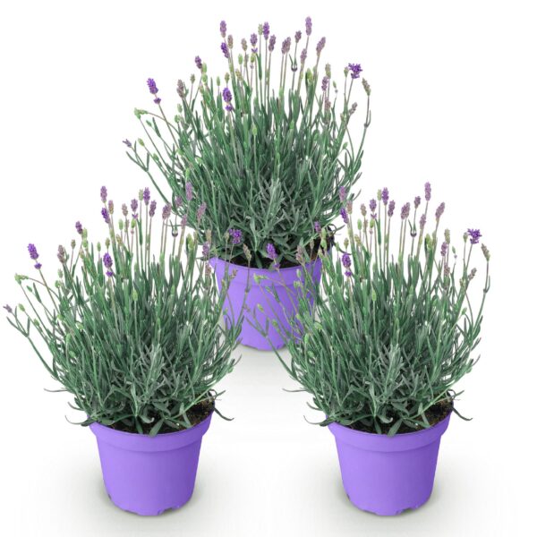 981c480d4c75465f818fb163a0229f6f94f478b0486941ac8ff7f519f7327620.jpg Lavandula angustifolia Munstead - Lavendel - Winterhart - Lila - 3 Pflanzen