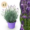 ae278f15c399494daee17672b21e23cd0f34439d79684c7c84327ad9949d86e2.jpg Lavandula angustifolia Munstead - Lavendel - Winterhart - Lila - 3 Pflanzen