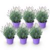 63306f6649154f0e9cb023e9121972271e3a3116a11b404e886727eabd6e2390.jpg Lavandula angustifolia Munstead - Lavendel - Winterhart - Lila - 6 Pflanzen