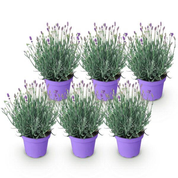 63306f6649154f0e9cb023e9121972271e3a3116a11b404e886727eabd6e2390.jpg Lavandula angustifolia Munstead - Lavendel - Winterhart - Lila - 6 Pflanzen