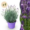1b1e551a65bb4f89a46e564ab381d118f0461ecd9bff4abeb58ba7318514ca92.jpg Lavandula angustifolia Munstead - Lavendel - Winterhart - Lila - 9 Pflanzen