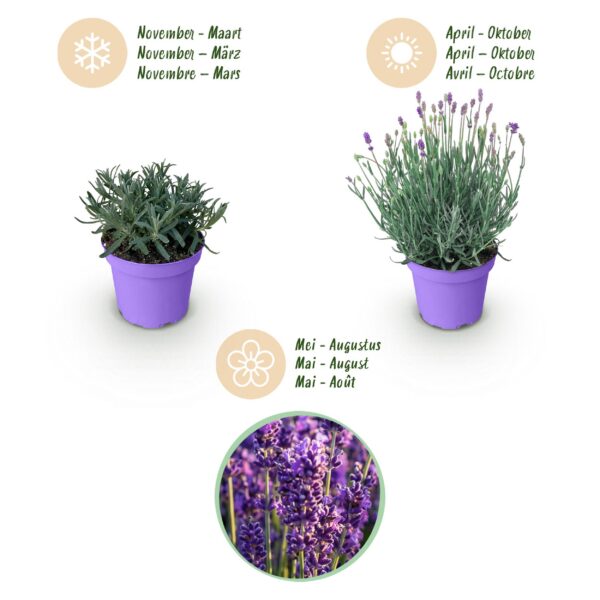 b261ac35259c494cae1a402c4aa40c62fc113ced6dfd4b2fbf07604568e0c765.jpg Lavandula angustifolia Munstead - Lavendel - Winterhart - Lila - 9 Pflanzen