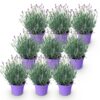 fd2e4ff3c365434ab5034fc22864816033786c1246e34582b9aec2c7a517ce36.jpg Lavandula angustifolia Munstead - Lavendel - Winterhart - Lila - 9 Pflanzen