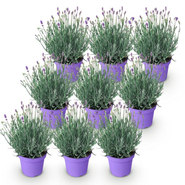 fd2e4ff3c365434ab5034fc22864816033786c1246e34582b9aec2c7a517ce36.jpg Lavandula angustifolia Munstead - Lavendel - Winterhart - Lila - 9 Pflanzen