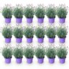 e16a2bb4c219440c92f4706a0cd45f454b0860284673427586b928e617657e05.jpg Lavandula angustifolia Munstead - Lavendel - Winterhart - Lila - 18 Pflanzen