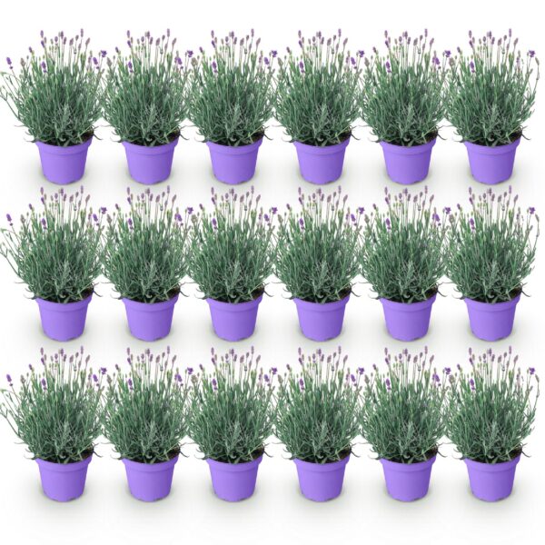e16a2bb4c219440c92f4706a0cd45f454b0860284673427586b928e617657e05.jpg Lavandula angustifolia Munstead - Lavendel - Winterhart - Lila - 18 Pflanzen