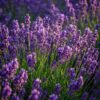 2e56947e2262471f9ff17cd0618c4dca7ccfffd2f33e44b7a8e11f5465b0c623.jpg Lavandula angustifolia Munstead - Lavendel - Winterhart - Violett