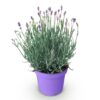53130aa527574b1aac4fefa4828c03fb07e7d2a566b94e55934fe06cb8457d75.jpg Lavandula angustifolia Munstead - Lavendel - Winterhart - Violett