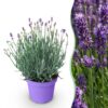 a847993ad5674cd1b5eda17d8629a3cc48b80177cab04a64805563571fba1f70.jpg Lavandula angustifolia Munstead - Lavendel - Winterhart - Violett