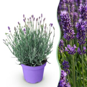 a847993ad5674cd1b5eda17d8629a3cc48b80177cab04a64805563571fba1f70.jpg Lavandula angustifolia Munstead - Lavendel - Winterhart - Violett