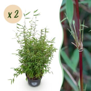 2ab47fa1ca74496f8732055acf780e3fa06f32a386d0485e93d469406f0ffbe7.jpg Gräser - Fargesia nitida Red Dragon - Nicht-invasiver Bambus - Immergrün - 2 Pflanzen