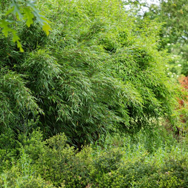 b7eff90e26444f8e81d29561d304a434953a26c03b4b4e5cb505c26ec31eb1a8.jpg Gräser - Fargesia nitida Red Dragon - Nicht-invasiver Bambus - Immergrün - 2 Pflanzen