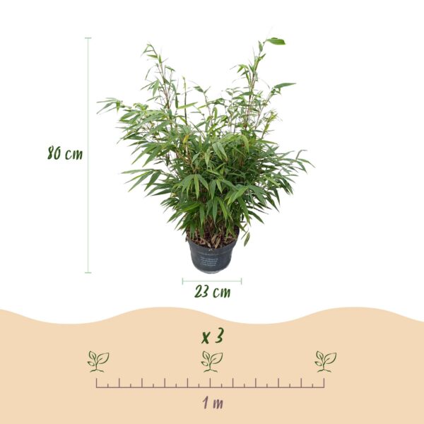 224fde8ac5364d0cb8a388dd3fd22dc3ea5b45e1017c44f586ee8a3aef47e538.jpg Gräser - Fargesia robusta Pingwu - Nicht-invasiver Bambus - Immergrün - 2 Pflanzen