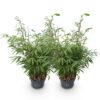 cf2f8c1798e842c7a9404814c425d8d3dddc3f1a08b243a8b8e9efef30335147.jpg Gräser - Fargesia robusta Pingwu - Nicht-invasiver Bambus - Immergrün - 2 Pflanzen