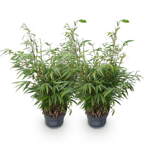 cf2f8c1798e842c7a9404814c425d8d3dddc3f1a08b243a8b8e9efef30335147.jpg Gräser - Fargesia robusta Pingwu - Nicht-invasiver Bambus - Immergrün - 2 Pflanzen