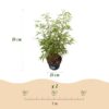 9e40d9f78a8d4b06a8889530f9e7f4ba73498ee8588647c2b8893f83ad023fb4.jpg Gräser - Fargesia scabrida Asian Wonder - Nicht-invasiver Bambus - Immergrün - 2 Pflanzen