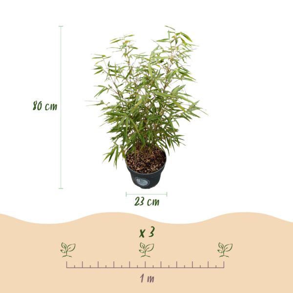 9e40d9f78a8d4b06a8889530f9e7f4ba73498ee8588647c2b8893f83ad023fb4.jpg Gräser - Fargesia scabrida Asian Wonder - Nicht-invasiver Bambus - Immergrün - 2 Pflanzen