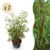 c4ecd8c1cb064602a728cdbbe987178d80f3f32012774de2b0e64bdfec1caac9.jpg Gräser - Fargesia scabrida Asian Wonder - Nicht-invasiver Bambus - Immergrün - 2 Pflanzen