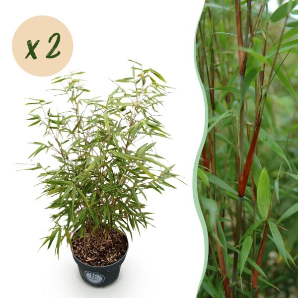 c4ecd8c1cb064602a728cdbbe987178d80f3f32012774de2b0e64bdfec1caac9.jpg Gräser - Fargesia scabrida Asian Wonder - Nicht-invasiver Bambus - Immergrün - 2 Pflanzen