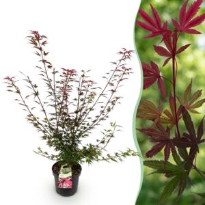 a5c1905c2095409ab9557e56c22fa91921fa0ee3d09a410dab2043ab9eb5615b.jpg Acer palmatum Shaina – Japanischer Ahorn – Laubabwerfend – Rot