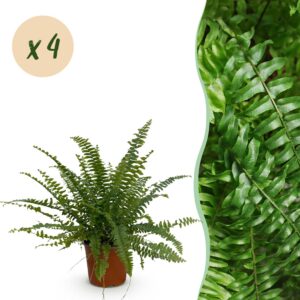 0d994cd7e3434145ae549092a88183b1f269a466d48d4d758c7912780461ebfb.jpg Nephrolepsis exaltata Green Lady - Farn - Haustierfreundlich - Grün - 4 Pflanzen