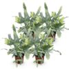 Phlebodium aureum Blue Star - Blauer Farn - Haustierfreundlich - Blau - 4 Pflanzen