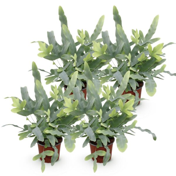 Phlebodium aureum Blue Star - Blauer Farn - Haustierfreundlich - Blau - 4 Pflanzen