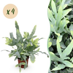 Phlebodium aureum Blue Star - Blauer Farn - Haustierfreundlich - Blau - 4 Pflanzen