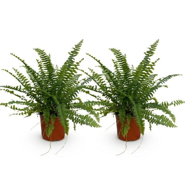 Nephrolepsis exaltata Green Lady - Farn - Haustierfreundlich - Grün - 2 Pflanzen