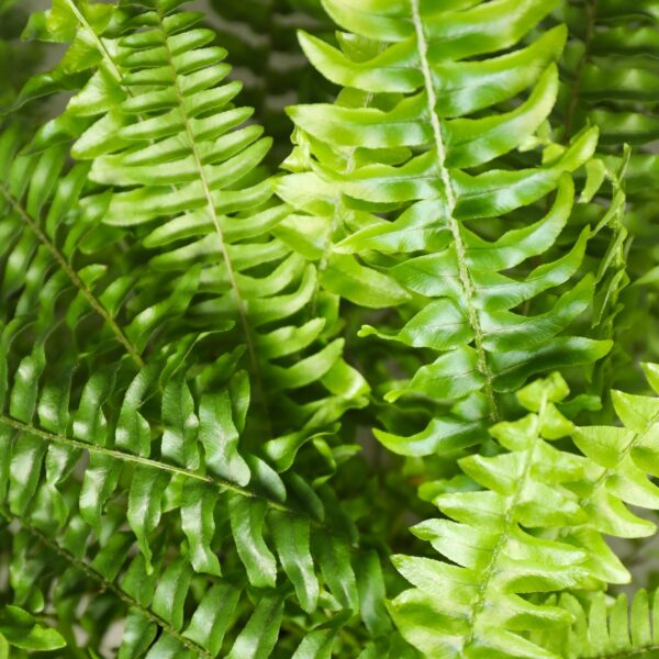 Nephrolepsis exaltata Green Lady - Farn - Haustierfreundlich - Grün - 2 Pflanzen