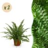 Nephrolepsis exaltata Green Lady - Farn - Haustierfreundlich - Grün - 2 Pflanzen