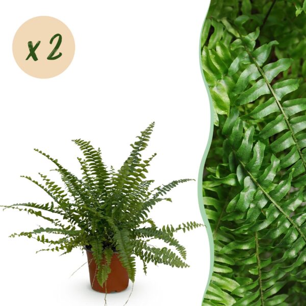 Nephrolepsis exaltata Green Lady - Farn - Haustierfreundlich - Grün - 2 Pflanzen