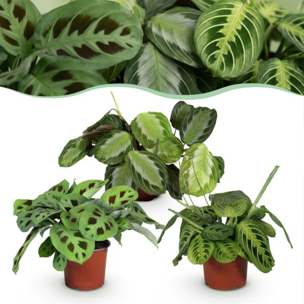 70ab942778f54776b22e669e39ae6a084d495facb7da42e3866c7facc7db7fe8.jpg Marantha Silverband, Marantha Lemon Lime Marantha Kerchoveana - Gebetspflanze - Haustierfreundliche Pflanze - Grün - 3 Pflanzen