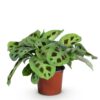 Maranta Fascinator Kerchoveana - Zebra Pflanze - Haustierfreundliche Pflanze - Grün
