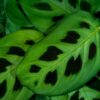 Maranta Fascinator Kerchoveana - Zebra Pflanze - Haustierfreundliche Pflanze - Grün