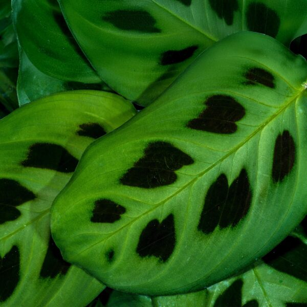 Maranta Fascinator Kerchoveana - Zebra Pflanze - Haustierfreundliche Pflanze - Grün