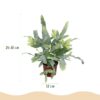 4e52691a923e43659d4699db4870af45c074e96e9f7e45cc8c41bdb557a9e219.jpg Phlebodium aureum Blue Star - Blauer Farn - Haustierfreundliche Pflanze - Blau