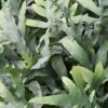 d2eb39f4414f41acb7977ddbfc4ee7f26604f6d10ee34e068f2fa47720286ad7.jpg Phlebodium aureum Blue Star - Blauer Farn - Haustierfreundliche Pflanze - Blau
