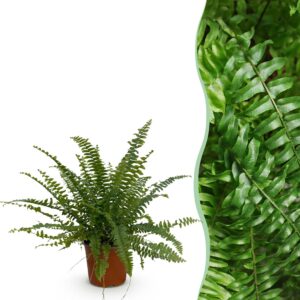 2ba8835282394b9c82c6209abb721822f640337a18d94751ae47f1ba6e62cfc4.jpg Nephrolepsis exaltata Green Lady - Farn - Haustierfreundliche Pflanze - Grün