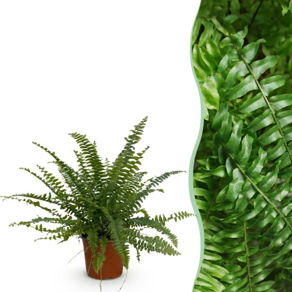 Nephrolepsis exaltata Green Lady - Farn - Haustierfreundliche Pflanze - Grün