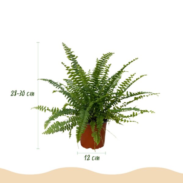 Nephrolepsis exaltata Green Lady - Farn - Haustierfreundliche Pflanze - Grün