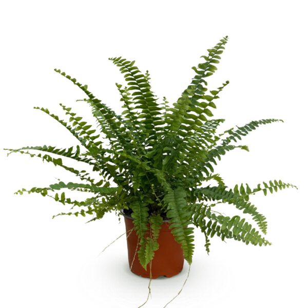 Nephrolepsis exaltata Green Lady - Farn - Haustierfreundliche Pflanze - Grün