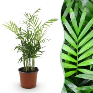 60b95f09c1a74ebdb8ea3e86f82a3d8a70e886815df845329b0eef5db87a86c6.jpg Chamaedorea elegans - Goldpalme - Haustierfreundliche Pflanze - Grün